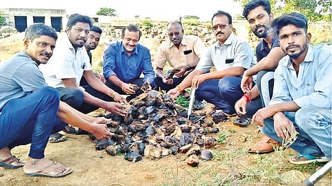 Activists from several organisations planting palmyrah seeds along banks of Uyyankondan river in Tiruchy on Tuesday.