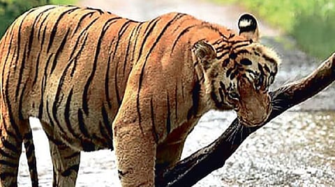 India taking several steps to conserve wildlife population