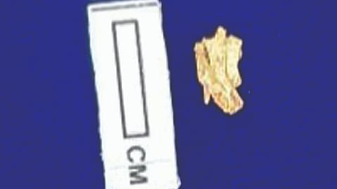 Piece of gold discovered at Sivagalai excavation site