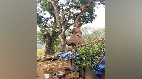 Jumbo trying to pluck jackfruits