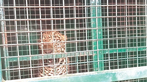 The captured leopard in the cage in Bhavani Sagar on Monday