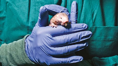 Representative Image