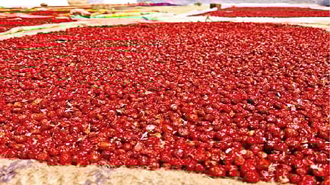 Harvested ?kanvali kilangu? seeds at a farm in Mulanur in Tirupur district