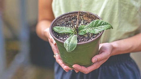 Representative image