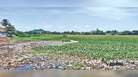 The Old Tambaram lake chocking with overgrowth of water hyacinth