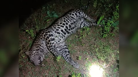 Leopard found dead in Pernambut