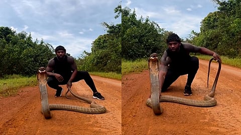 Man trying to lift King Cobra
