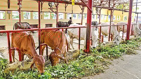 Representative image