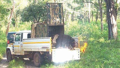 The captured sloth bear being released into the wild in
MTR on Thursday.