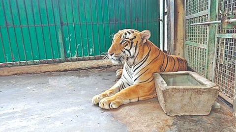 Nakulan - A six-year-old male tiger