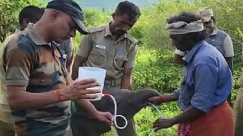 Forest department officials rescued the trapped elephant