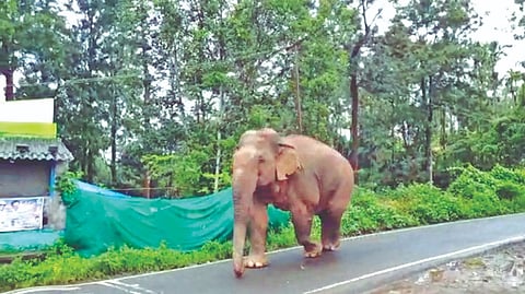 The straying wild elephant in Gudalur on Tuesday