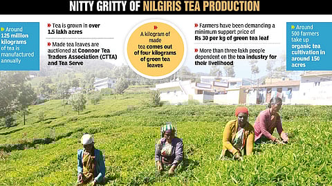 Workers plucking tea leaves at an estate in The Nilgiris