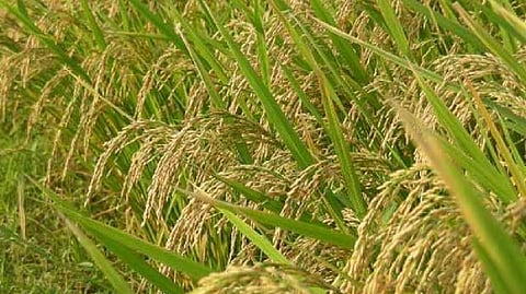 Farmers: Forced to sell paddy at loss