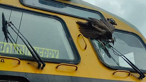 Dead Peacock on the broken windshield of the passenger train.