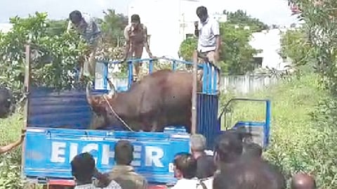 Straying Indian gaur shifted back to forest under sedation