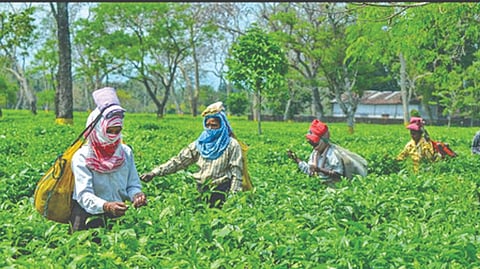 Rise in exports of Indian tea till July 2022 was around nine per cent, and total shipments during the year could be 200 million kg, TAI said.