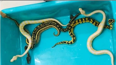 Customs seize ball Pythons from Dindigul man at Chennai airport