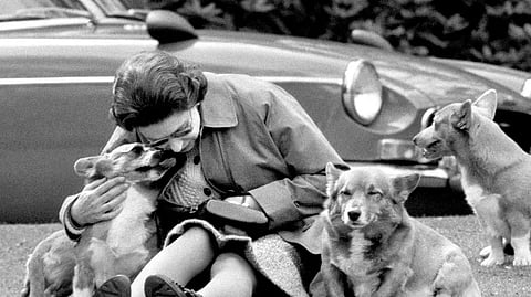 Queen Elizabeth II with her corgis in 1973