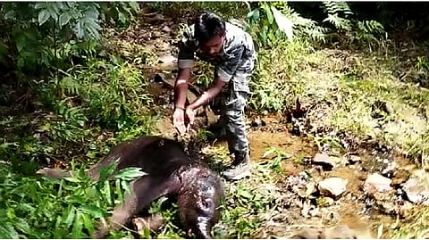 Baby elephant reunited with its mother in The Nilgiris