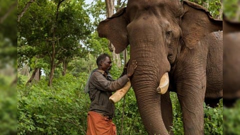 'Kumki' elephant of the Tamil Nadu forest department under the Sathyamangalam Tiger Reserve