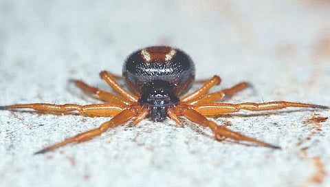 Adaptation techniques: This acrobatic hunting trick is straight out of spider-verse