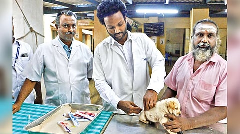 A pet dog getting anti-rabies vaccine shot at the govt vet clinic