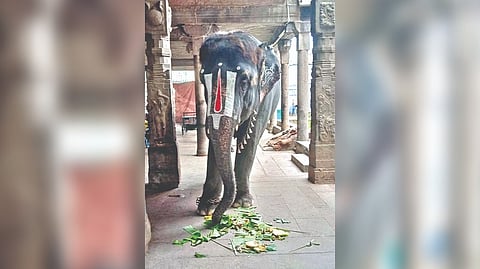 Jayamalyatha in the temple