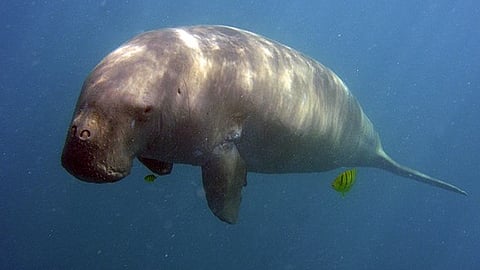 The dugong, whose diet is highly dependent on sea grass