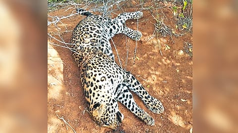 The dead leopard found in Theni