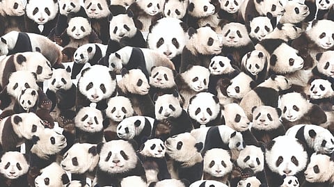 Misdirected efforts The history of making bad calls to save animals