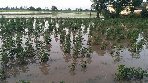 Representative image