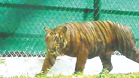 Post dental treatment, tiger gets boneless meat