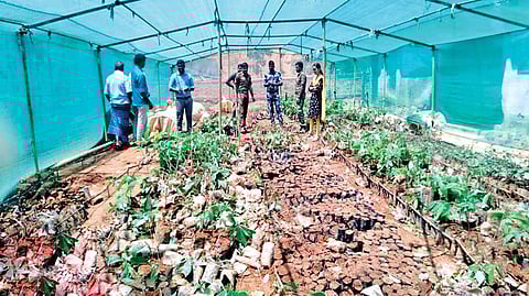 The jumbo ravaged nursery of the Horticulture Department in Gudalur