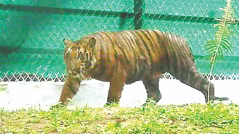 Veterinarians treat tiger for canine teeth loss during re-wilding