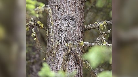 Camouflaged owl