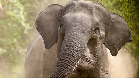 Representative image