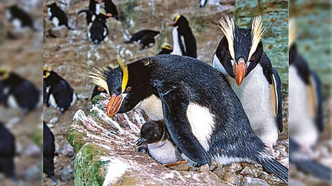 Penguins
