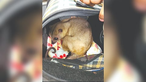 One of the 5 cucuses seized by Customs officials at Chennai airport.