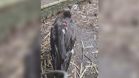 Seven-year-old Cinereous vulture