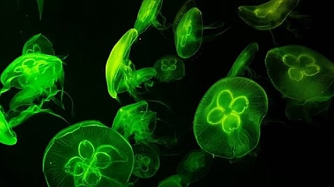 Representative image