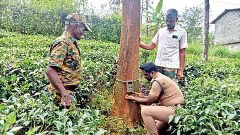 Forest Department staff checking a CCTV camera to monitor tiger movement in Gudalur, Nilgiris
