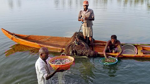 Fishermen wash their catch in the waters of a fish farm on the outskirt of Kochi