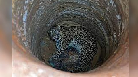 Leopard was found in a well of a house at Puthiyidam