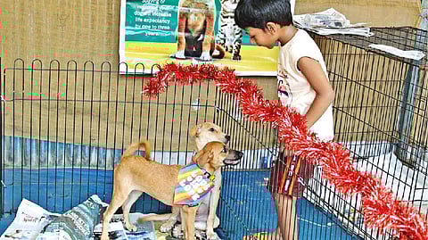 From the previous pet adoption drive in Chennai.