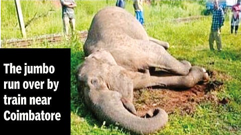 Jumbo’s death on track stresses urgent need for alert systems