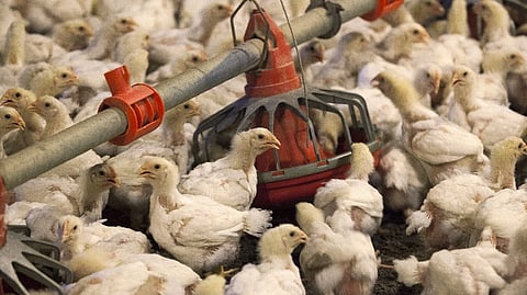 Representative image