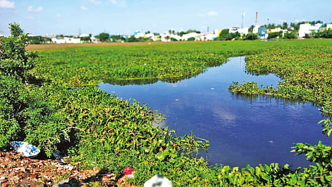 A view of the Mathur Lake with overgrowth of hyacinth and garbage strewn around