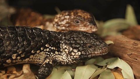 Currently, 1 in 5 reptile species are threatened with extinction; researchers say learning more about reptile sociality could be crucial for conservation.
