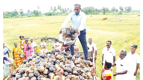 Ranipet Collector D Baskara Pandian loading Palmyra seeds on Sunday